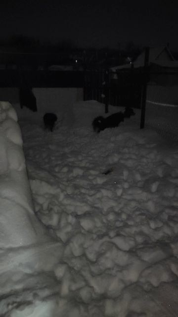 Зоогостиница Стерлитамак. Зимуем у Нелли с. Мия и Лила