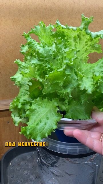 Салат зимой смотреть онлайн