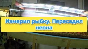 Измерил рыбку. Пересадил неона