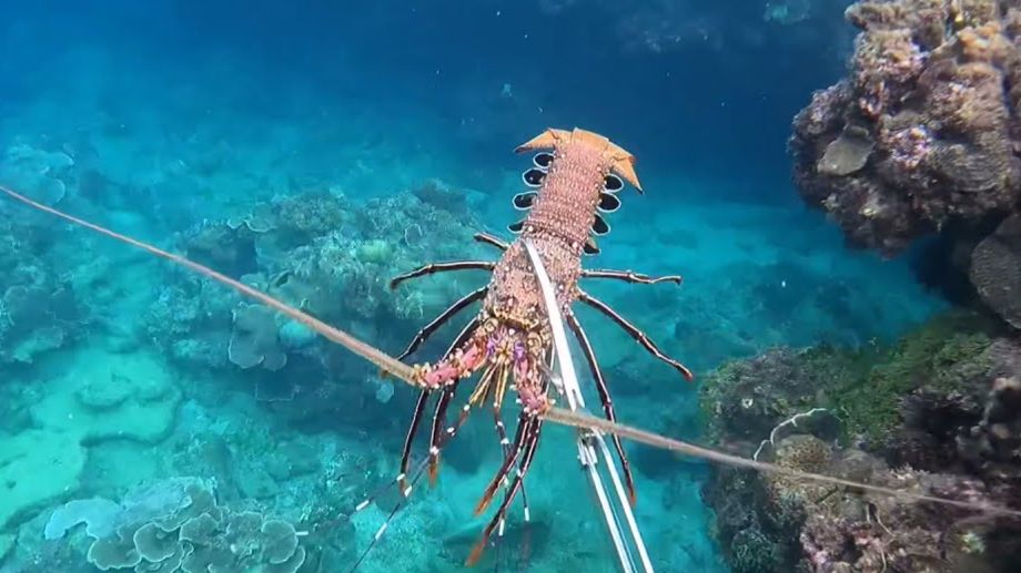Свободное погружение без акваланга / Нашел колючего лобстера ! смотреть онлайн