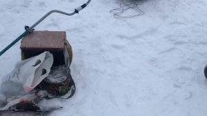 утренние поимки форели