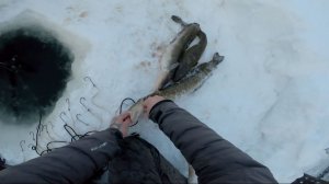 Рыбалка у чëрной дыры. Ловля налима. Тридцатая серия.