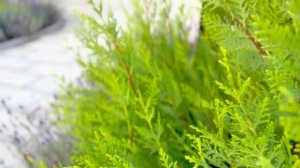 Лавандовый рай | Скверик «Цветочные часы» ! Мой любимый Краснодар! #мирувлечений