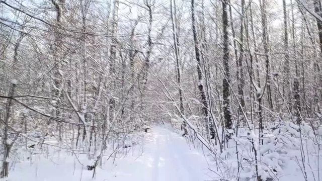 Зимний лес 1 января 2026 смотреть онлайн