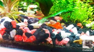 Меченосец - содержание, уход, совместимость, плюсы и минусы