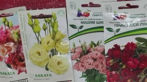 Эустома будет цвести! Как посеять эустому на ранее цветение #эустома #семена #цветы #посевсемян