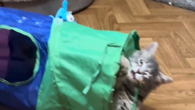 Владик искупал свою любимицу и Анфиса показала всем ГАМАДРИЛЬЮ МАТЬ, достала всех! смотреть онлайн