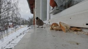 Акция! Покорми птиц зимой!