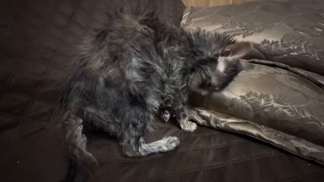 Мона мужественно выдержала купание, фактически даже не возмущаясь, молодец! смотреть онлайн