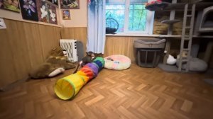 Столько подарков что Анфиса разволновалась, успеет ли она их все распаковать