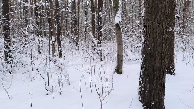 Прогулка по зимнему лесу. Отдых. смотреть онлайн