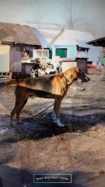 Последняя надежда