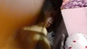 Анютка и её игрушки