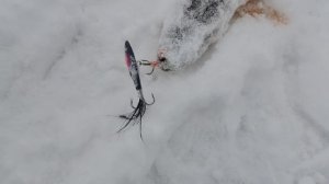 Panoptix нервно закурил... Accuphy Ping Live Mini - сонар нового поколения для зимней рыбалки.