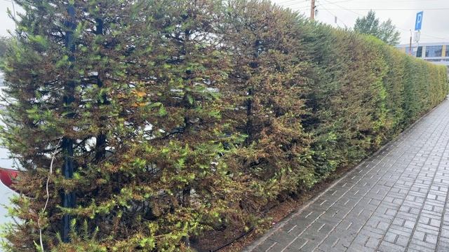 Тестовое видео смотреть онлайн