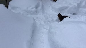 Доброе утро! Мой лес снова с интернетом!