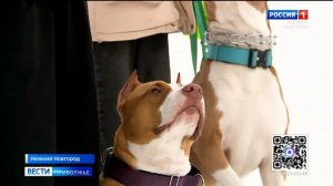 Опасное соседство: собаки и петарды