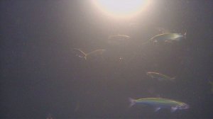 Серия 2 Целый микрорайон домов на льду .Ловля рипуса  на озере ИНГОЛЬ