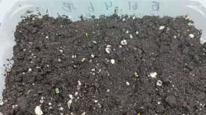 Появились первые всходы клубники