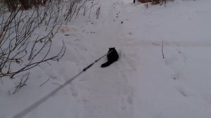 На обходе котик Мишка.