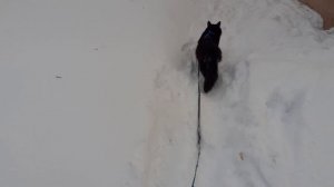 Мишка на прогулке.