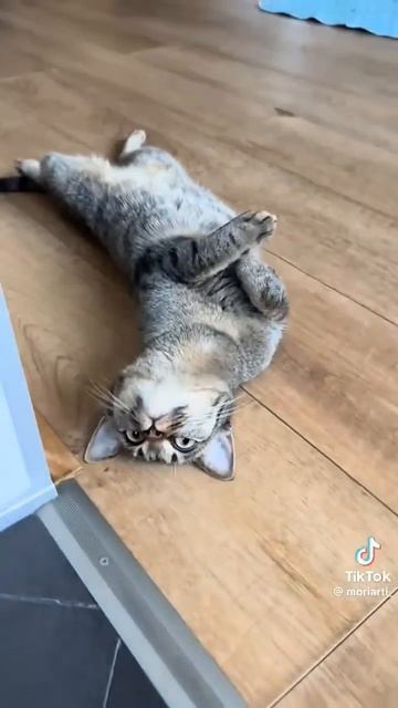 песня про кота и зайца.Не лежите на диване.. Не довайте коту вас лизать смотреть онлайн