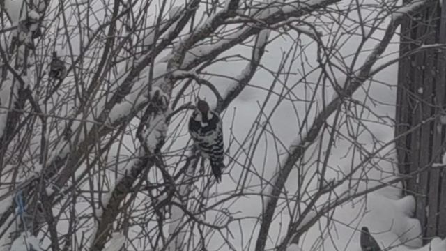 дятел смотреть онлайн