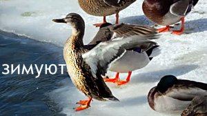 Утки лед проталины Кальмиус