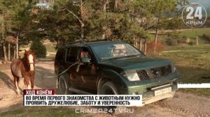 Ход конём. Как и где можно пообщаться с символом наступившего года?