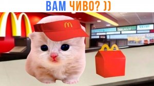 ВАМ ЧИВО? ))) Приколы с котами | Мемозг 1704