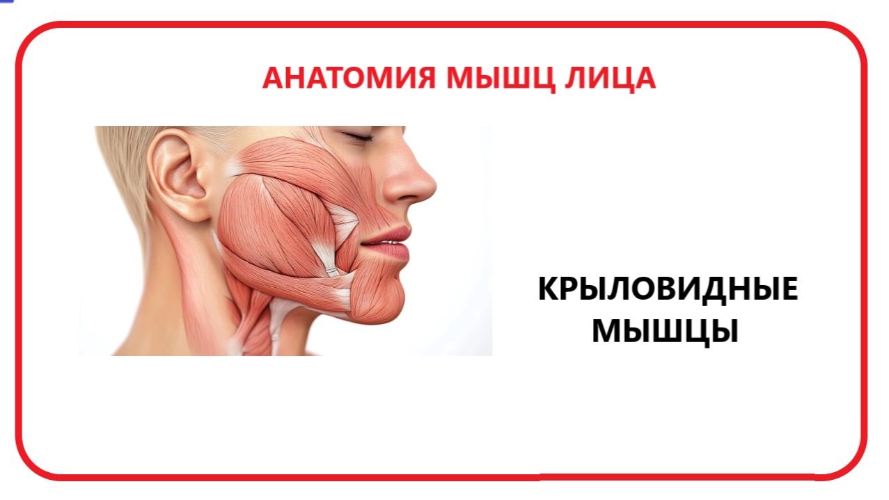 Крыловидные мышцы смотреть онлайн