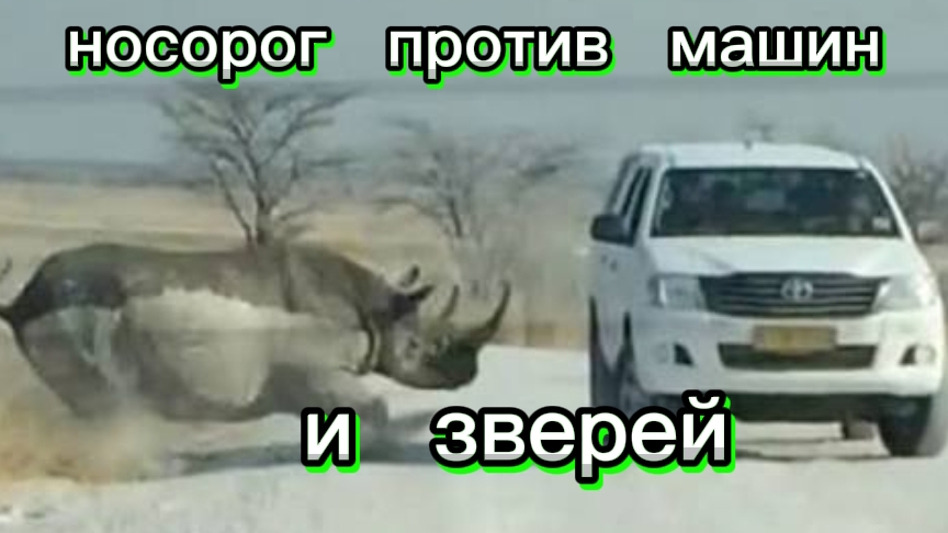 НОСОРОГ ПРОТИВ ЗВЕРЕЙ. НОСОРОГ НАПАЛ НА МАШИНЫ. НОСОРОГ В ДЕЛЕ. смотреть онлайн