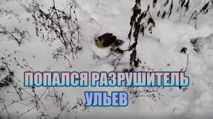 Дятел , долбит ульи, и поедает пчёл 🐝.