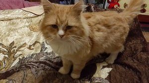 03-01-2026🎄2🎄Бакс не в настроении/поздравляшки/комментарии🎄🎄🎄🎄🎄🎄🎄