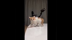 Видео от МЯУтаверс – как метавселенная, но с котами