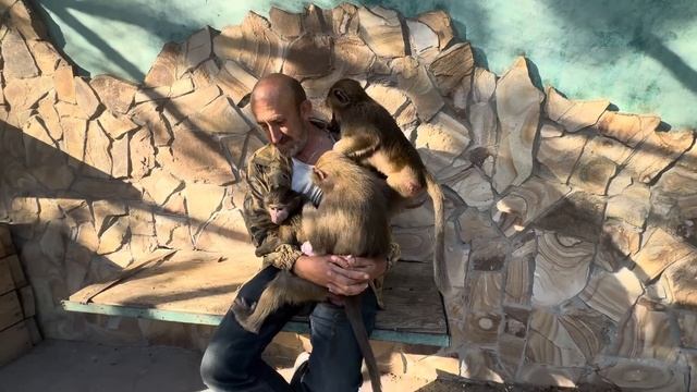 Гамадрилята все висят на Владе и только Тося не понимает почему мама Люся потеряла к ней интерес смотреть онлайн