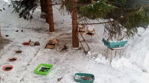 Весело, весело за окном