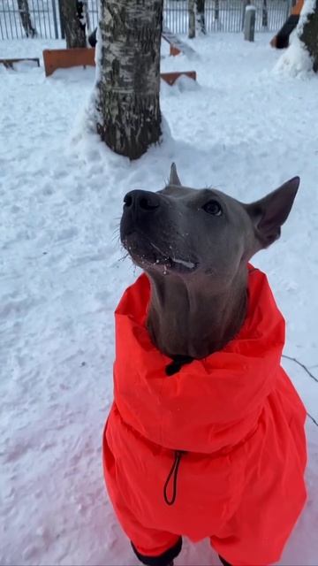 Тиша гуляет ) смотреть онлайн