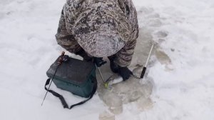 Светлые Горы Форель4 03.01.2026г.