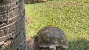 Черепахи! Отель Ботани Бич в Паттайя Обзор территории отеля Ботани Бич резорт / Botany beach Pattaya