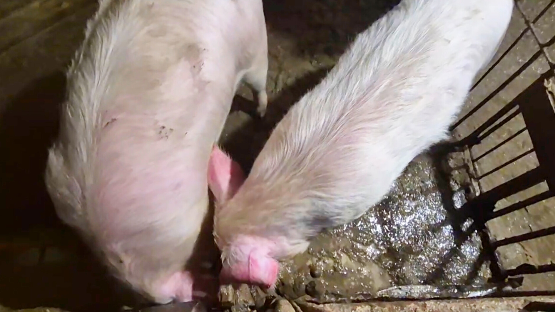 Деревенская жизнь в Сибири смотреть онлайн