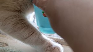 Утренний гость Кокосик Абрикосик пришёл