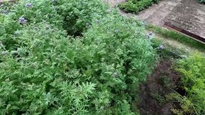 Сидерат фацелия