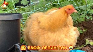Куры Бафф Орпингтон ласковые золотые несушки❣️🤗😂 (160)