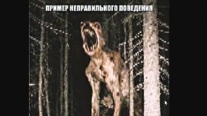 МЕДВЕДЬ. Записи об аномалиях от К.О.Н.Т.У.Р.