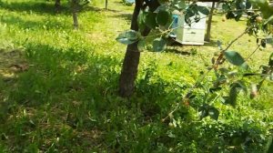 Обсушка полурамок в июне