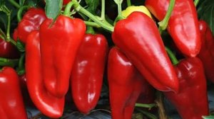 КОГДА СЕЯТЬ ПЕРЕЦ НА РАССАДУ, чтобы Рассада была крепкая, здоровая и коренастая