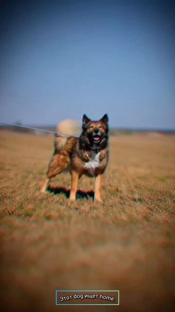 Жестокие игры