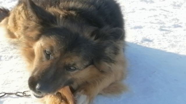 Максим Кушай Гусинные лапки☺️👍👍👍💥 смотреть онлайн