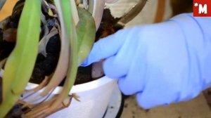 НЕПЕНТЕС. Пересадка в аквариум. ИДЕЯ!